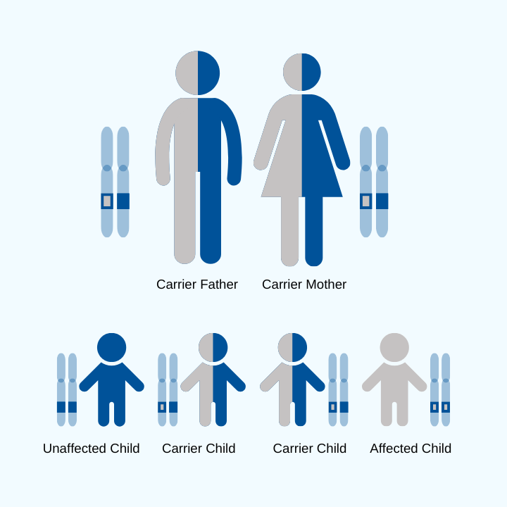 A diagram showing that two carrier parents have a 25% chance of having an unaffected child, a 50% chance of having a child who's a carrier, and a 25% chance of having an affected child.